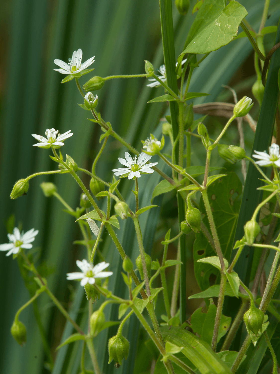 Stellaria nemorum